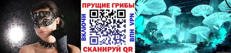 Галлюциногенные грибы Psilocybe  продажа наркотиков  Каменка 